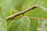 Gewone Spikkelspanner (Ectropis crepuscularia)