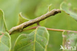 The Engrailed