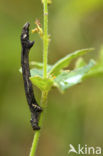 Gewone Spikkelspanner (Ectropis crepuscularia)