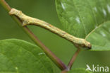 The Engrailed