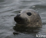 Gewone zeehond (Phoca vitulina) 