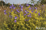 Grasklokje (Campanula rotundifolia)