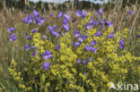 Grasklokje (Campanula rotundifolia)