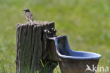 Meadow Pipit (Anthus pratensis)