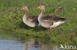 Grey Lag-Goose (Anser anser)