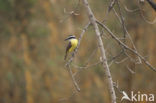 Great Kiskadee (Pitangus sulphuratus)