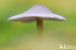 Grijze mycena (Mycena cinerella)