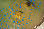 grijze pijlstaartrog (Dasyatis kuhlii)
