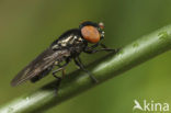 Groen doflijfje (Chrysogaster virescens)