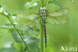 Groene glazenmaker (Aeshna viridis) 