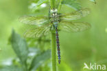 Groene glazenmaker (Aeshna viridis) 