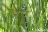 Green Hawker (Aeshna viridis)