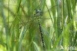 Groene glazenmaker (Aeshna viridis) 