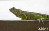 Groene leguaan (Iguana iguana)