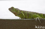 green iguana (Iguana iguana)