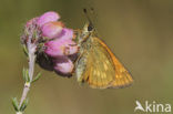 Groot dikkopje (Ochlodes faunus)