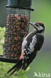 Grote Bonte Specht (Dendrocopos major)