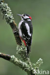 Grote Bonte Specht (Dendrocopos major)