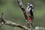 Grote Bonte Specht (Dendrocopos major)