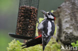 Grote Bonte Specht (Dendrocopos major)