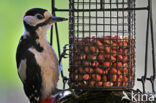 Great Spotted Woodpecker (Dendrocopos major)