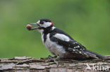 Grote Bonte Specht (Dendrocopos major)