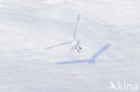 Glaucous Gull (Larus hyperboreus)