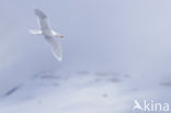 Glaucous Gull (Larus hyperboreus)