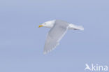 Glaucous Gull (Larus hyperboreus)