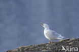 Glaucous Gull (Larus hyperboreus)