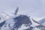 Glaucous Gull (Larus hyperboreus)