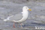 Grote Burgemeester (Larus hyperboreus)