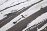 Glaucous Gull (Larus hyperboreus)