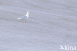 Glaucous Gull (Larus hyperboreus)