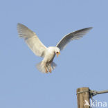 Grote Burgemeester (Larus hyperboreus)