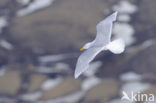 Glaucous Gull (Larus hyperboreus)