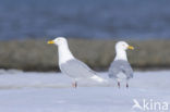 Grote Burgemeester (Larus hyperboreus)