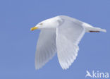 Glaucous Gull (Larus hyperboreus)