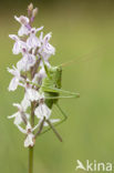 Grote groene sabelsprinkhaan (Tettigonia viridissima)