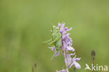 Great Green Bush-cricket (Tettigonia viridissima)