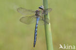 Grote keizerlibel (Anax imperator)