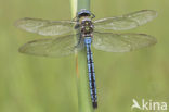 Grote keizerlibel (Anax imperator)