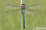 Grote keizerlibel (Anax imperator)