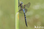 Grote keizerlibel (Anax imperator)