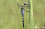 Grote keizerlibel (Anax imperator)