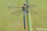 Emperor Dragonfly (Anax imperator)