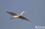 Great White Egret