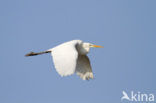 Great White Egret