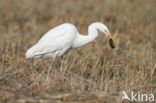 Grote zilverreiger (Casmerodius albus)