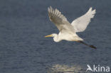 Great White Egret